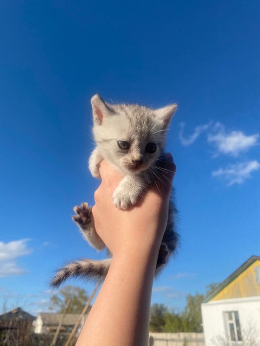 Отдам в добрые руки! г.Аксай,ЗКО