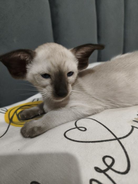 Ориентальные котята