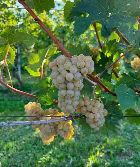 Vând struguri de vin
