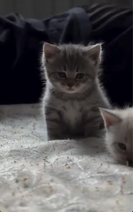 Продам котенка британца