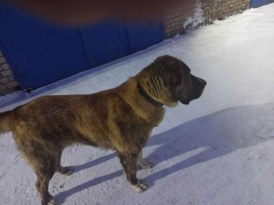 Вязка кобель САО