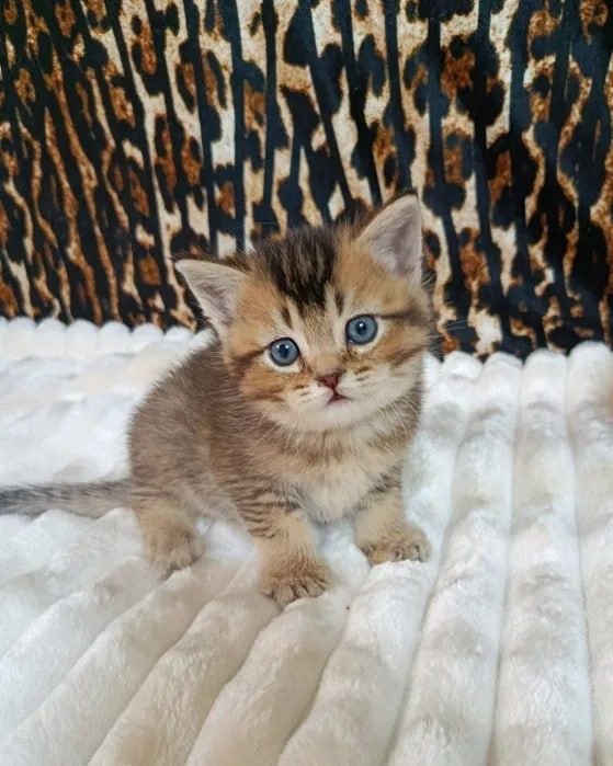 Продается скотиш страйт (Золотой)