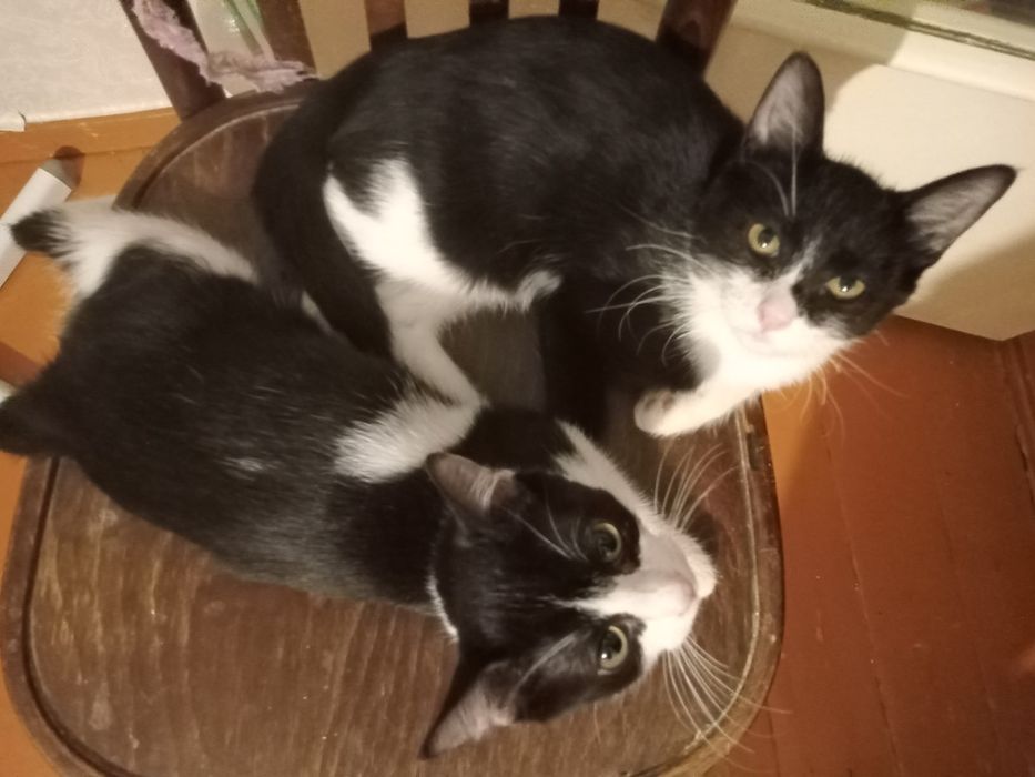 Котята в хорошие руки!