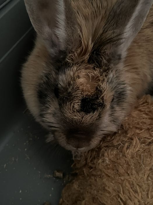 Кролик Декоративный