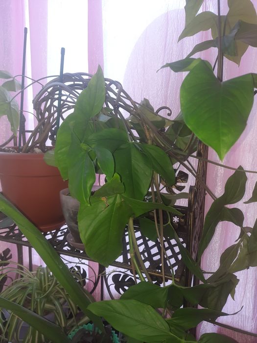 Срочно продам комнатные цветы