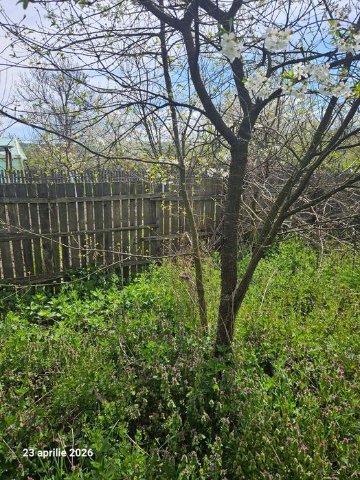 Iarba de vanzare in Pietrosani Arges si Domnesti si urzici. Pruni, meri, nuci micuti sau mari pentru plantat in gradini. Rugi de mure si zmeura.