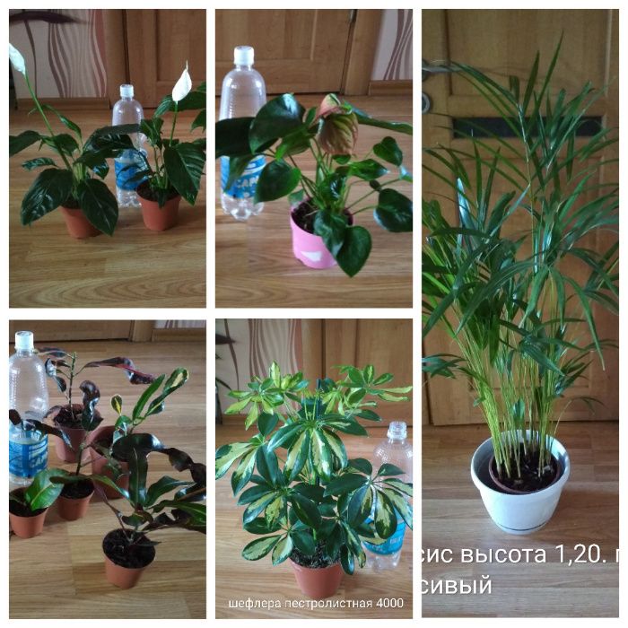 хлорофитум кудрявый бони пеларгонии цветы не дорого растения комнатные