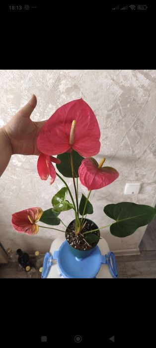 Бамбук и многое другое