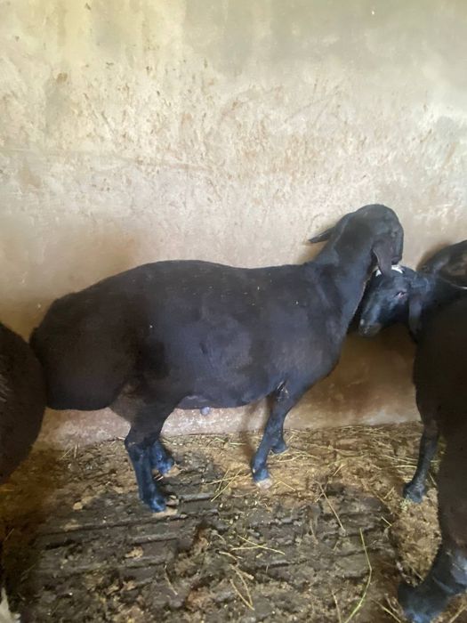 qochqorla 85000 dan
