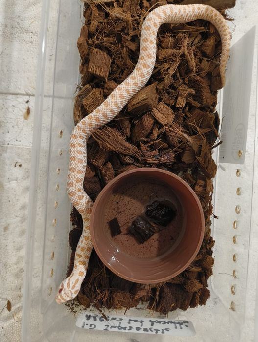 Свиненоса Змия / Heterodon nasicus