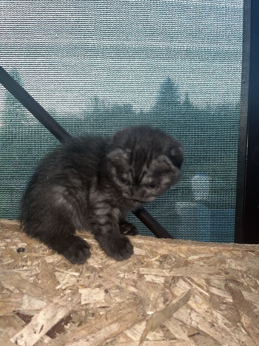 Шотланские котята