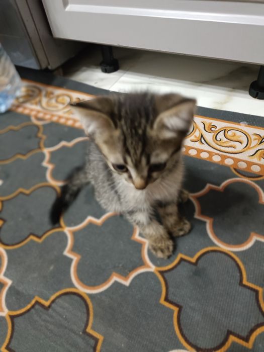 Отдам котят в добрые руки
