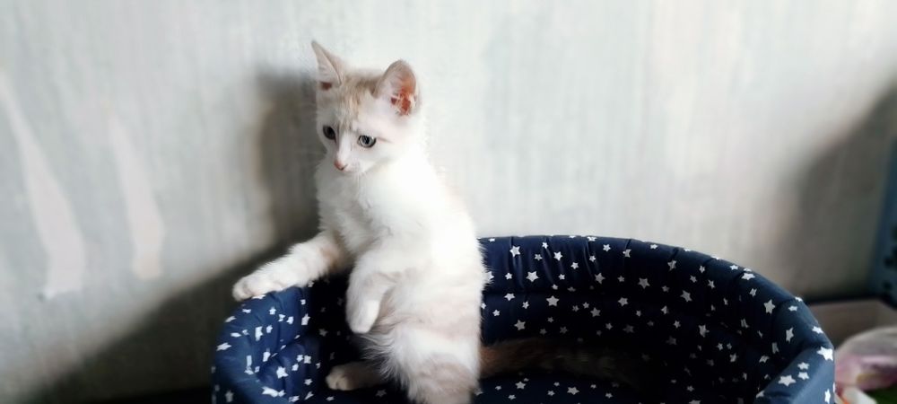 Милый котёнок ищет семью!