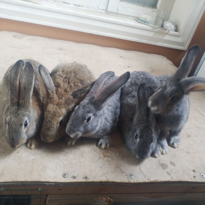 Quyon bolarini honki.