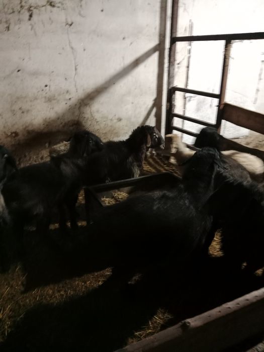 Продаю баран стоят на откорме