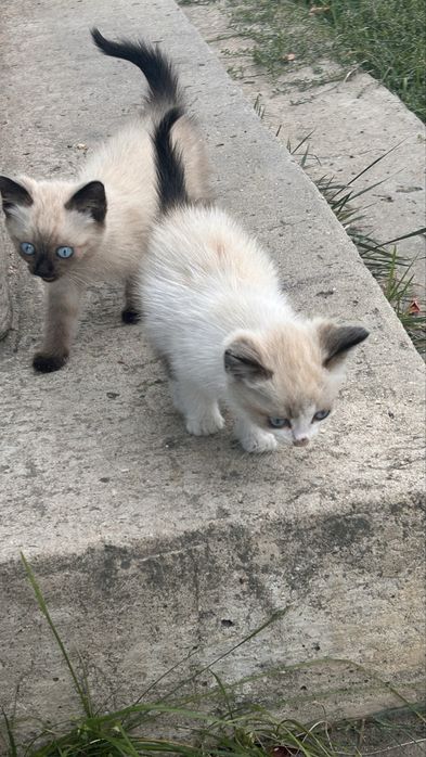 Отдам котят в хорошие руки