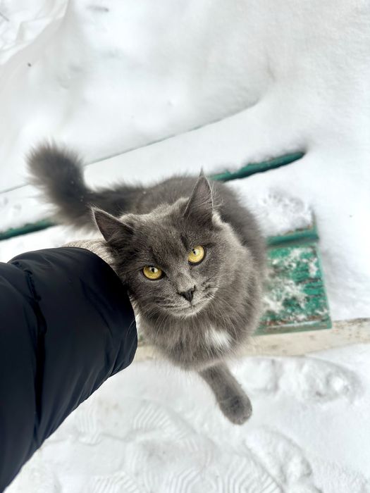 Ласковый котенок