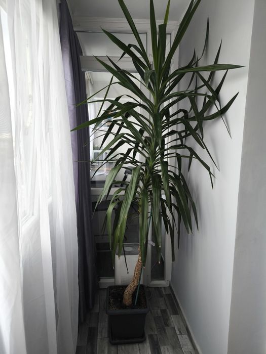 Arbore Yucca înalt