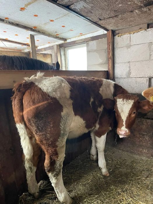 Vand sau schimb vițeauă