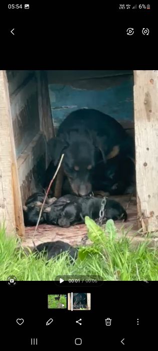 Яктерьер сатылады