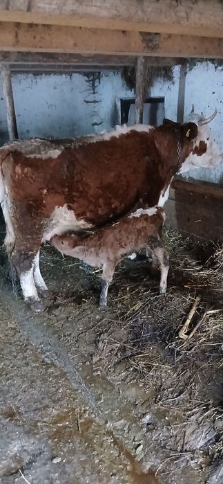 Vând vaca cu vițel