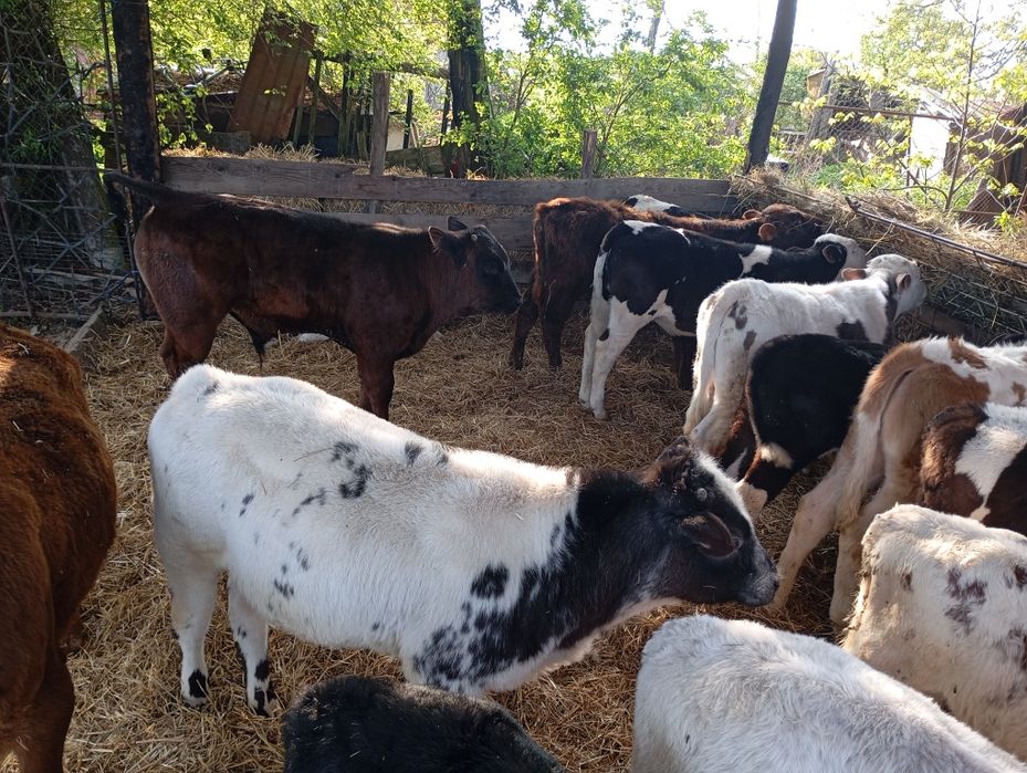 Vând vitei înțărcați