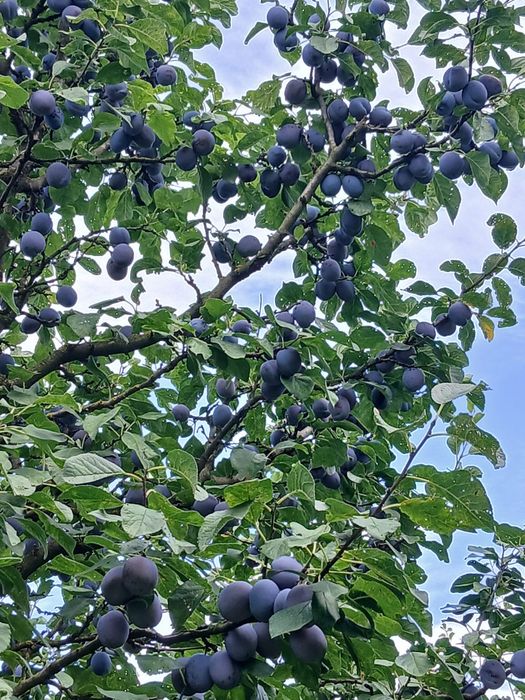 Vand prune gustoase