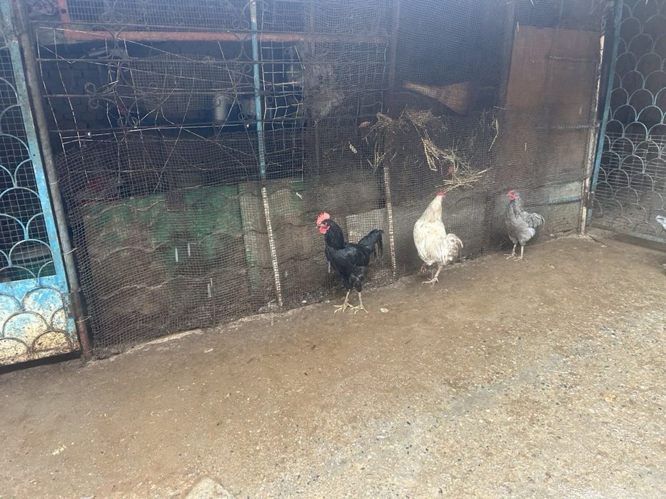 Xoroz Damashni Xoroz