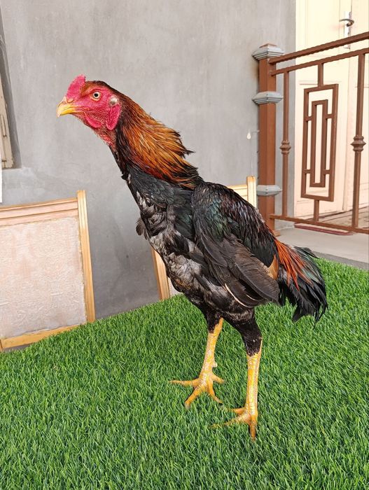 Dakan xoroz sotiladi