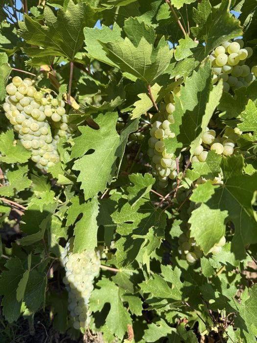 Vand struguri de vin diferite soiuri ,direct producator