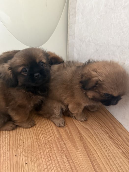 Чистокръвни пекинези