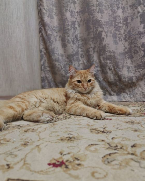 Кот. Котенок. Рыжик