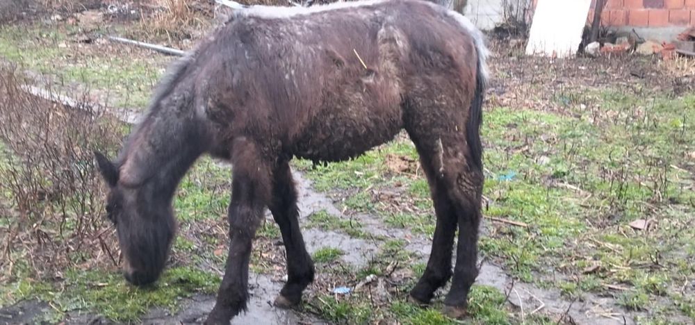 Vând mânz de un an și jumătate sau se schimbă pe o mânză