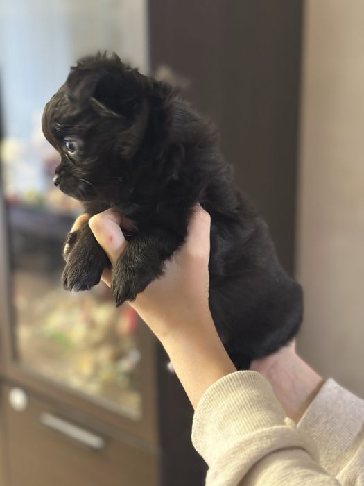 Женско куче чихуахуа на 2 месеца