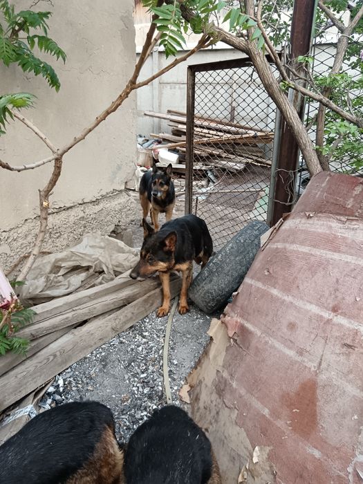 Продам щенков Немецкой породы, 2девочки