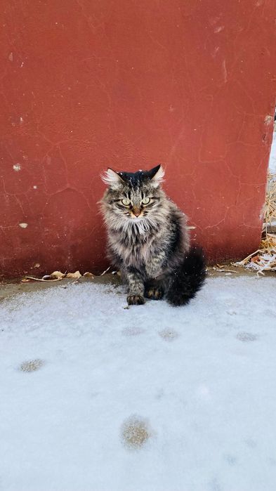 Кошка бесплатно/тегін