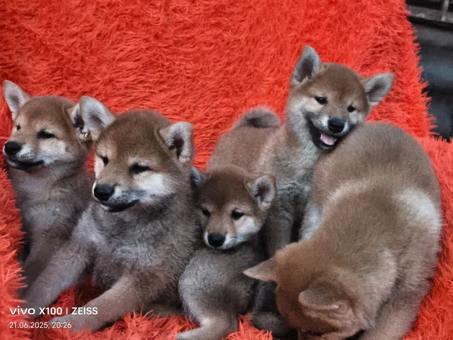 Продам щенков сиба ину