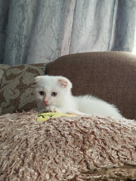 Вислоухие котята