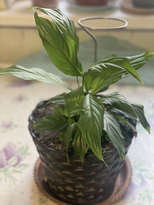 Продам комнатные цветы от 1000 тенге.