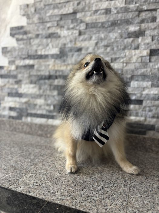 Pomeranian cu pedegree