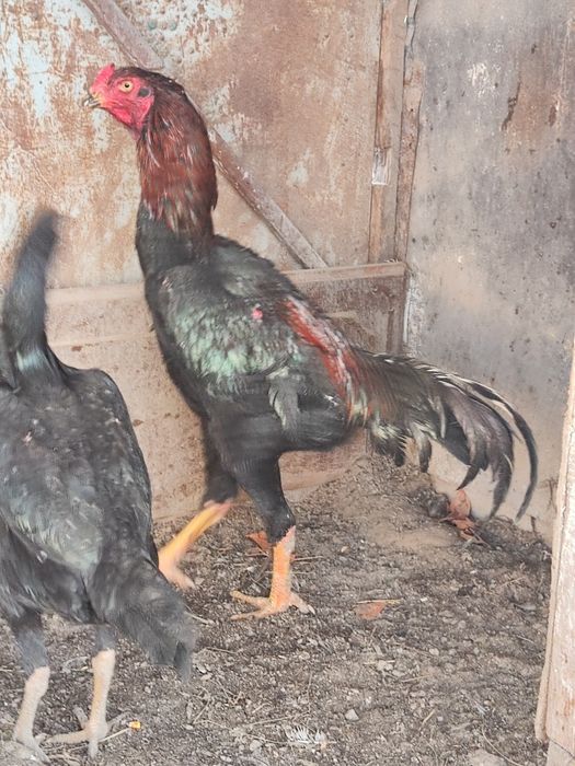 Петух дакан бойцовый