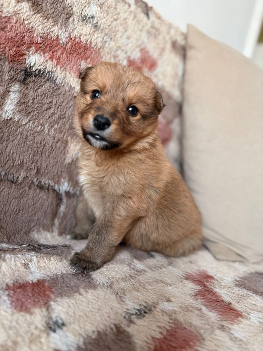 Милая маленькая девочка ищет дом