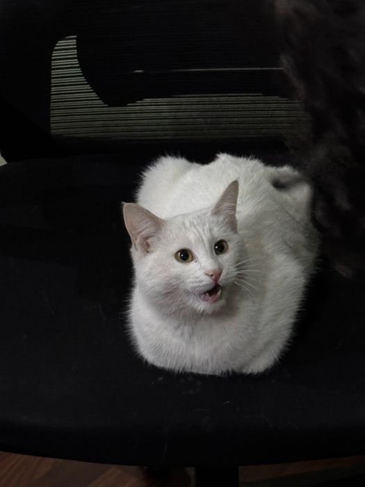 Кот белый в хорошие руки бесплатно