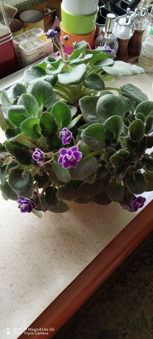 Trei violete africane triple.