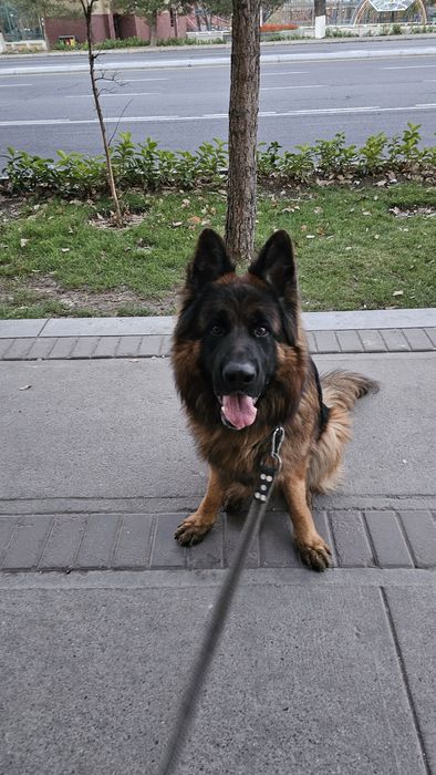 Немецкие длиношерстные авчарки.