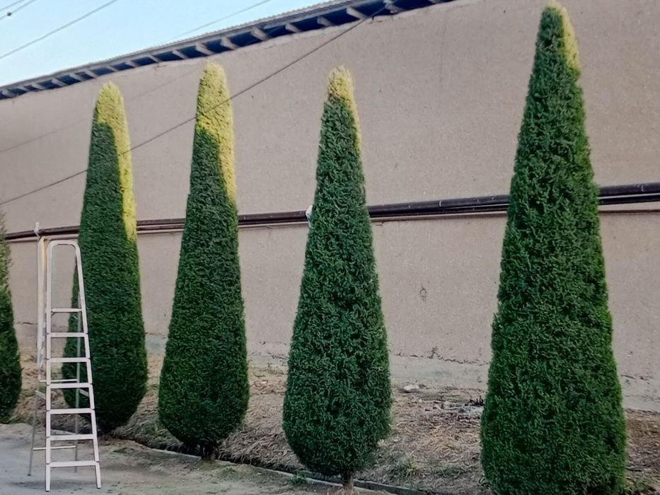 Archa kesish va dorilash xizmati Gazon