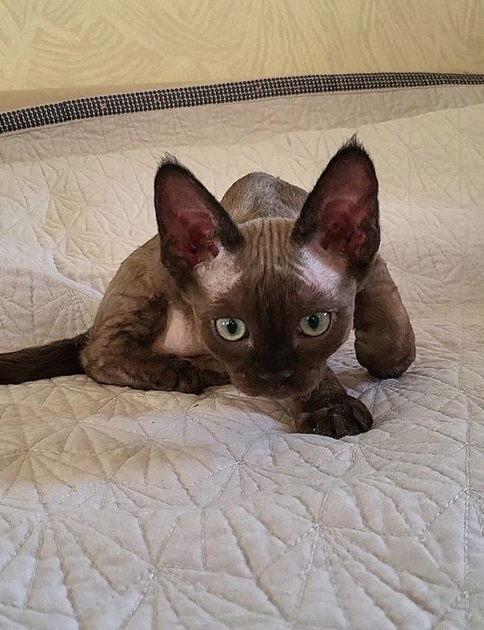 Девон-рекс котята в Алматы!