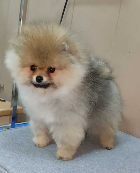 Померан мини  момче