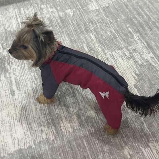 Одежда для собак,комбинезон для собак