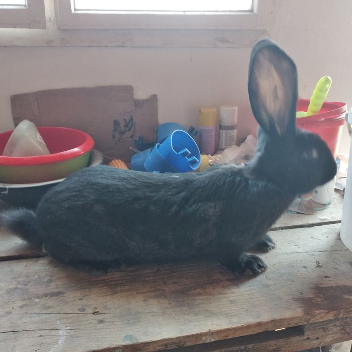 Vând doi masculi și o fem UG